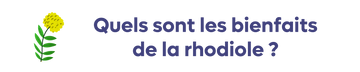 Quels sont les bienfaits de la rhodiole ?