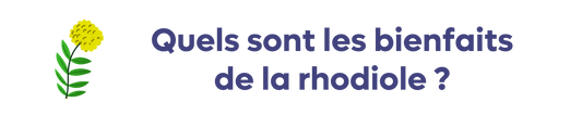 Quels sont les bienfaits de la rhodiole ?